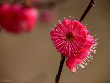 梅花品种大全朱砂梅，名贵梅花品种有哪些？