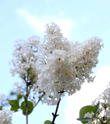 白丁香花的花语是，丁香花的花语是什么？