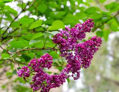 白丁香花的花语是，丁香花的花语是什么？