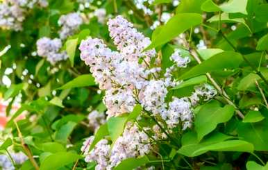 白丁香花的花语是，丁香花的花语是什么？