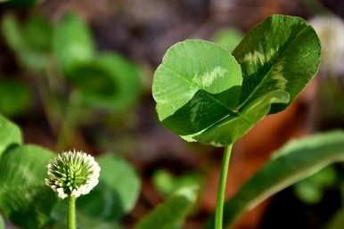 你知道三叶草的花语吗？三叶草的花语是什么？