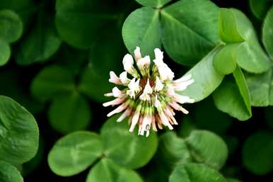 你知道三叶草的花语吗？三叶草的花语是什么？