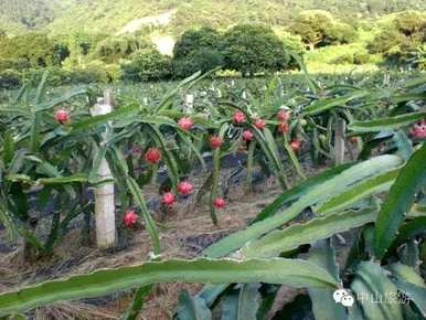 如何种植火龙果树，如何种植火龙果树