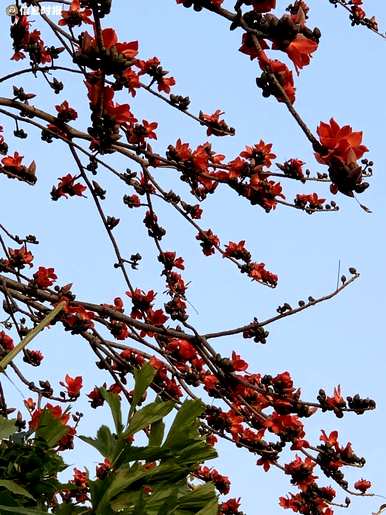 木棉图片，木棉花的花语是什么？