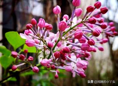 什么是红丁香花语，什么是红丁香花语？