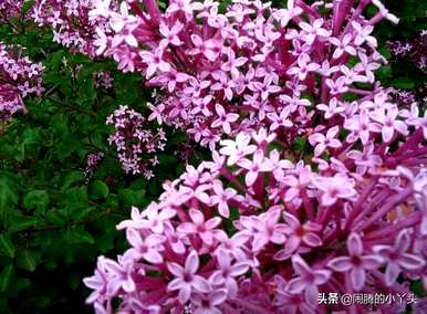 什么是红丁香花语，什么是红丁香花语？