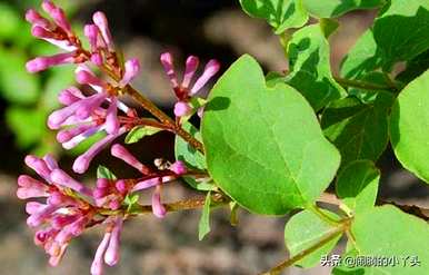 什么是红丁香花语，什么是红丁香花语？