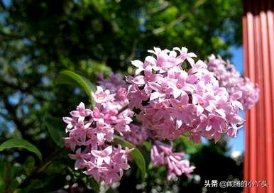 什么是红丁香花语，什么是红丁香花语？