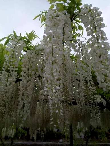 最漂亮的紫藤花品种是什么？推荐在庭院种植紫藤花品种