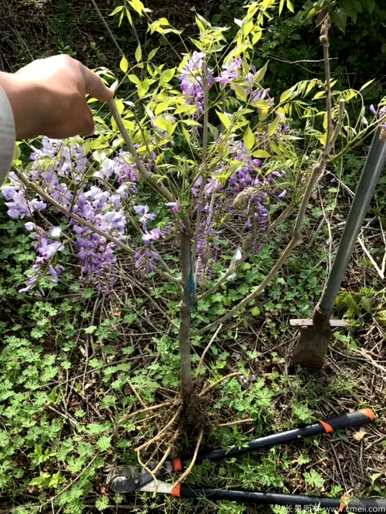 最漂亮的紫藤花品种是什么？推荐在庭院种植紫藤花品种