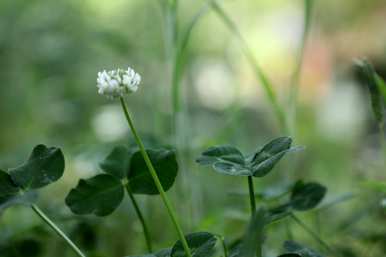 三叶草的花语含义是什么，三叶草的花语含义是什么？