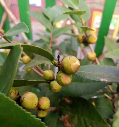 茶花几月开花，茶花几月开花