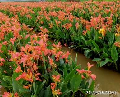 花叶美人蕉能种水吗？花叶美人蕉能种水吗？