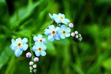 别忘我花的寓意是什么，别忘我花的花语是什么意思？