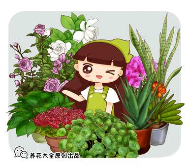 仙客来是什么季节养的花，仙客来花怎么养家养法？