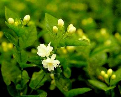 茉莉，茉莉什么时候开花？