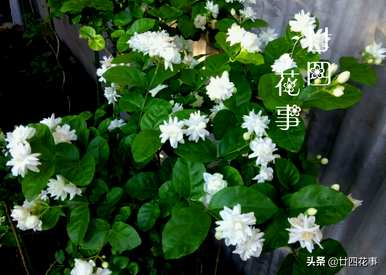 茉莉花什么时候开花可以移栽？茉莉花什么时候开花？