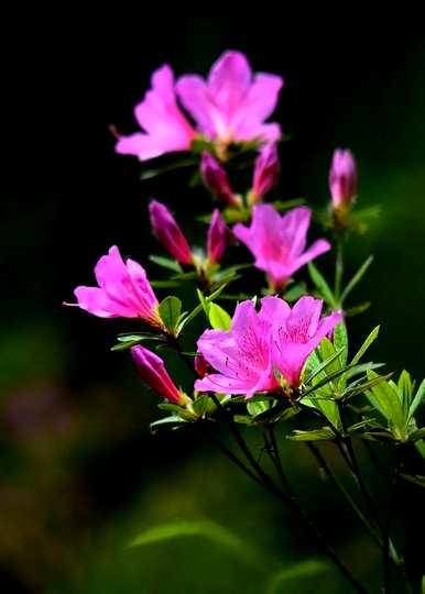 杜鹃花的花语是什么，杜鹃花的花语是什么意思和象征