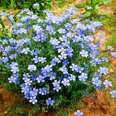 友谊的花是什么，友谊的花是什么？