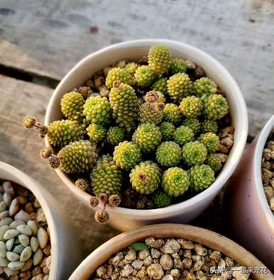 好养多肉植物排名，十大难养多肉植物排名