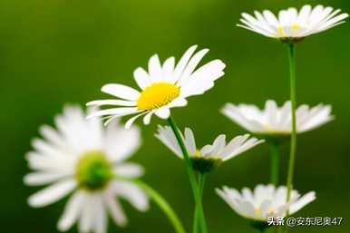 绿色雏菊的花语，绿色雏菊的花语和寓意是什么？