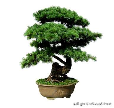 蓬莱松盆栽植物容易饲养吗？蓬莱松小盆栽花盆