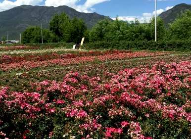 玫瑰花语是什么意思，玫瑰花数和花语的区别