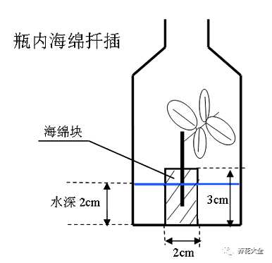 月季花种子繁殖方法，月季花繁殖方法有哪些？