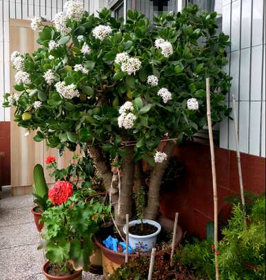 最适合客厅的盆栽植物风水好，客厅盆栽装饰和风水布局