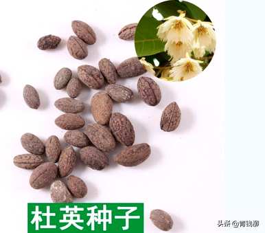 杭州杜英花期结束了吗？杜英花期多长？