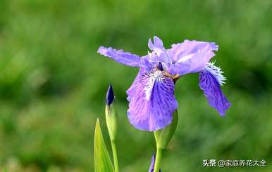 鸢尾花期多长，鸢尾花期多长