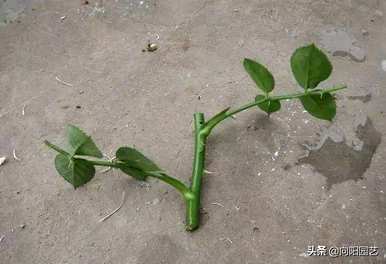 如何繁殖月季花，用根繁殖月季花