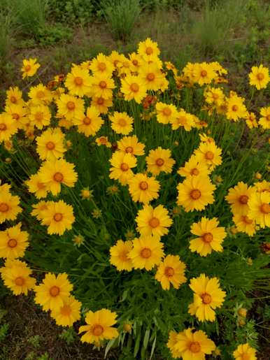 菊花种类大全名称，泡水菊花种类图片