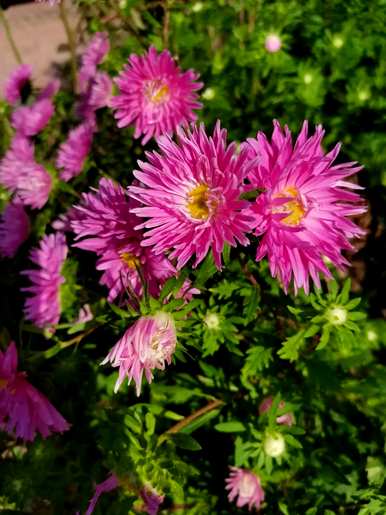 菊花种类大全名称，泡水菊花种类图片