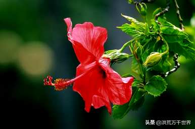 什么是蓝色芙蓉花语，什么是芙蓉花语？