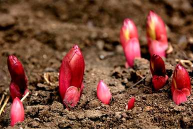 芍药种植技术栽培技术ゅ绉嶆\