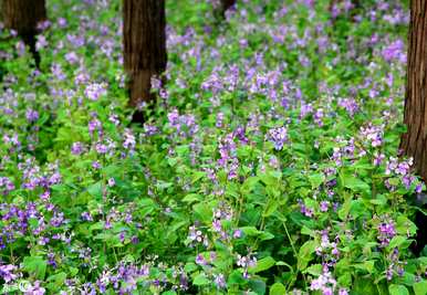 二月郁金香花语，二月兰花语是什么？