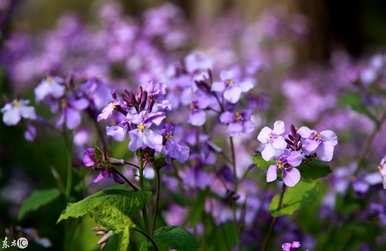 二月郁金香花语，二月兰花语是什么？