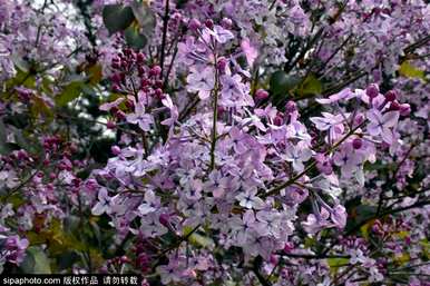 丁香花长什么样，丁香花凋谢什么样？