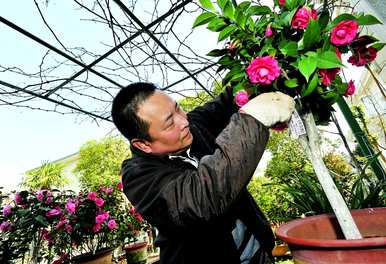 茶花修剪后是否应施肥，茶花的育种方法和修剪