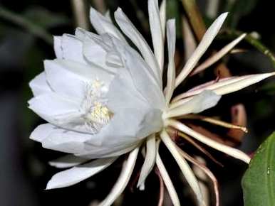 如何培育小昙花，大昙花培育土壤