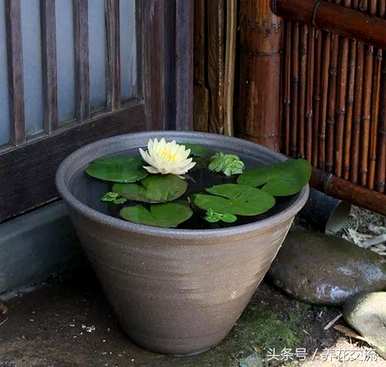 如何在水箱里种植睡莲，如何在水箱里种植睡莲和鱼