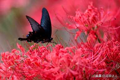 对岸花的花语是什么，对岸花的花语是什么？你能养家吗？