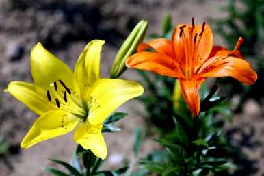 百合花的花语是什么，百合花的图片和花语