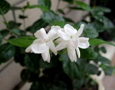 茉莉花的花语是什么意思？男生送女生茉莉花的花语