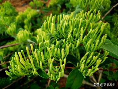 金银花容易种植吗？金银花种植利润