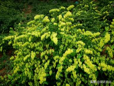 金银花容易种植吗？金银花种植利润