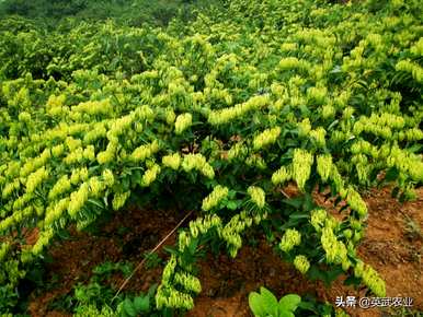 金银花容易种植吗？金银花种植利润