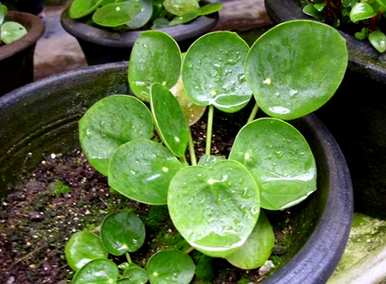 藤蔓植物常青是什么，常青植物是什么？