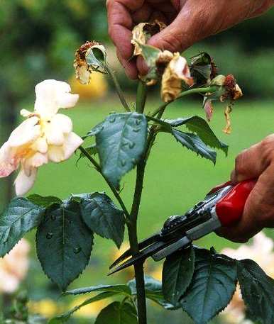 月季花好养吗？如何养月季花？